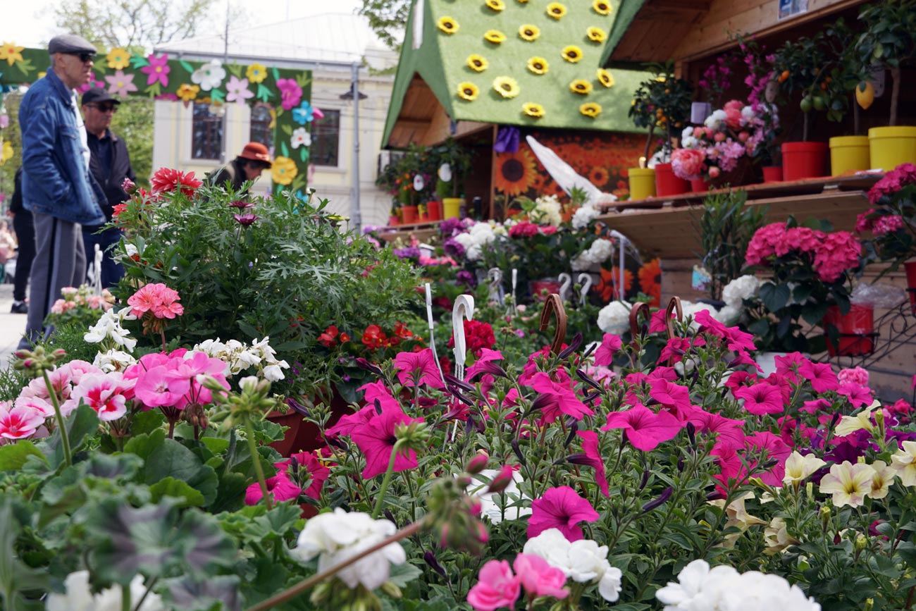 Festivalul Florilor de Primăvară, în Centrul Vechi al Brăilei