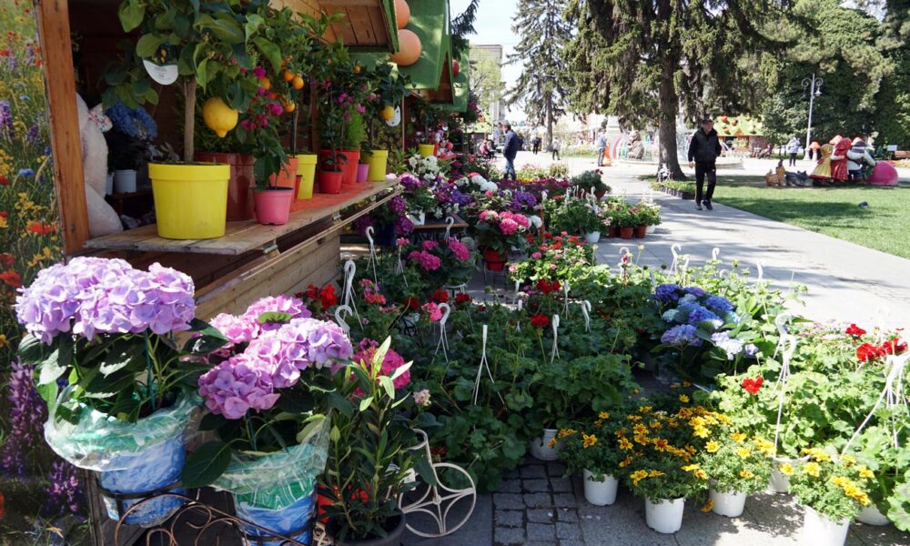 Festivalul Florilor de Primăvară, în Centrul Vechi al Brăilei