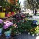 Festivalul Florilor de Primăvară, în Centrul Vechi al Brăilei