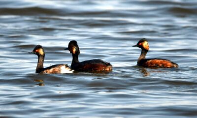 Păsări din România (XLV)