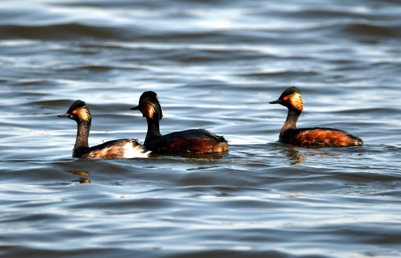 Păsări din România (XLV)