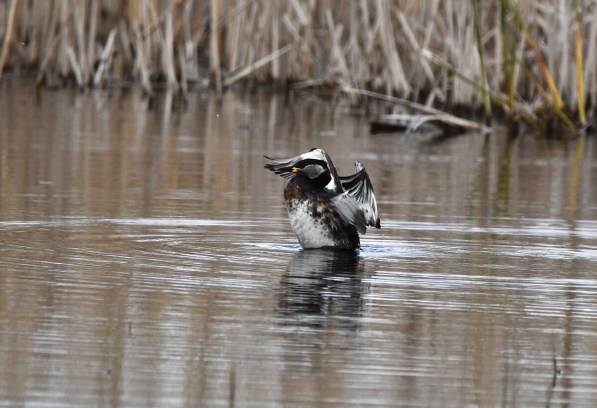 Păsări din România (XLVI)