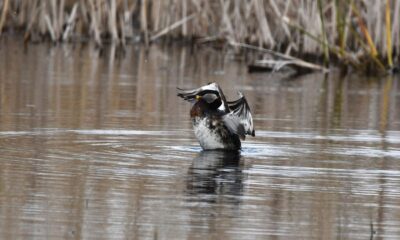 Păsări din România (XLVI)