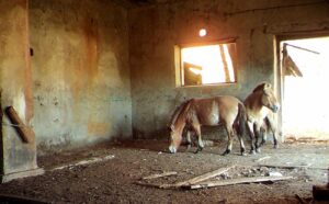 Cernobîl, locul unde viața sălbatică a învins radiațiile