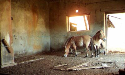 Cernobîl, locul unde viața sălbatică a învins radiațiile