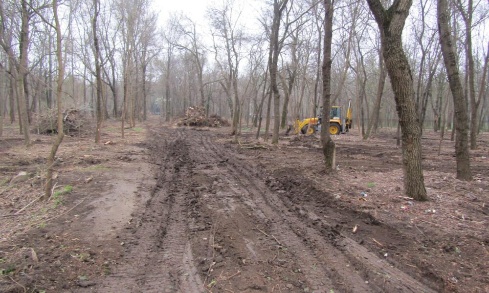 Lucrări în Parcul Monument. Este scoasă la lumină ”jungla” din zona Secției Științele Naturii