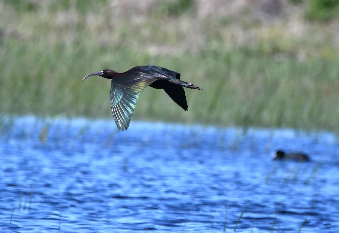 Păsări din România (XLVII)