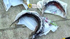 Percheziții în Brăila pentru combaterea braconajului piscicol. Sturioni și plase interzise, descoperite de polițiști