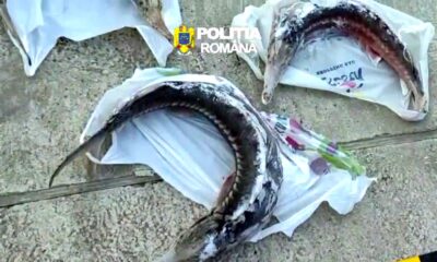 Percheziții în Brăila pentru combaterea braconajului piscicol. Sturioni și plase interzise, descoperite de polițiști