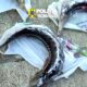 Percheziții în Brăila pentru combaterea braconajului piscicol. Sturioni și plase interzise, descoperite de polițiști