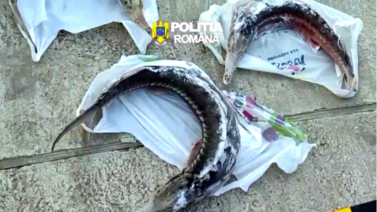 Percheziții în Brăila pentru combaterea braconajului piscicol. Sturioni și plase interzise, descoperite de polițiști