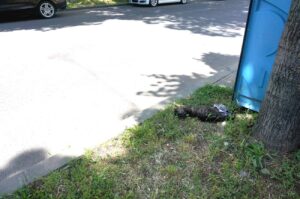 Turistul german și pisica moartă de pe Împăratul Traian