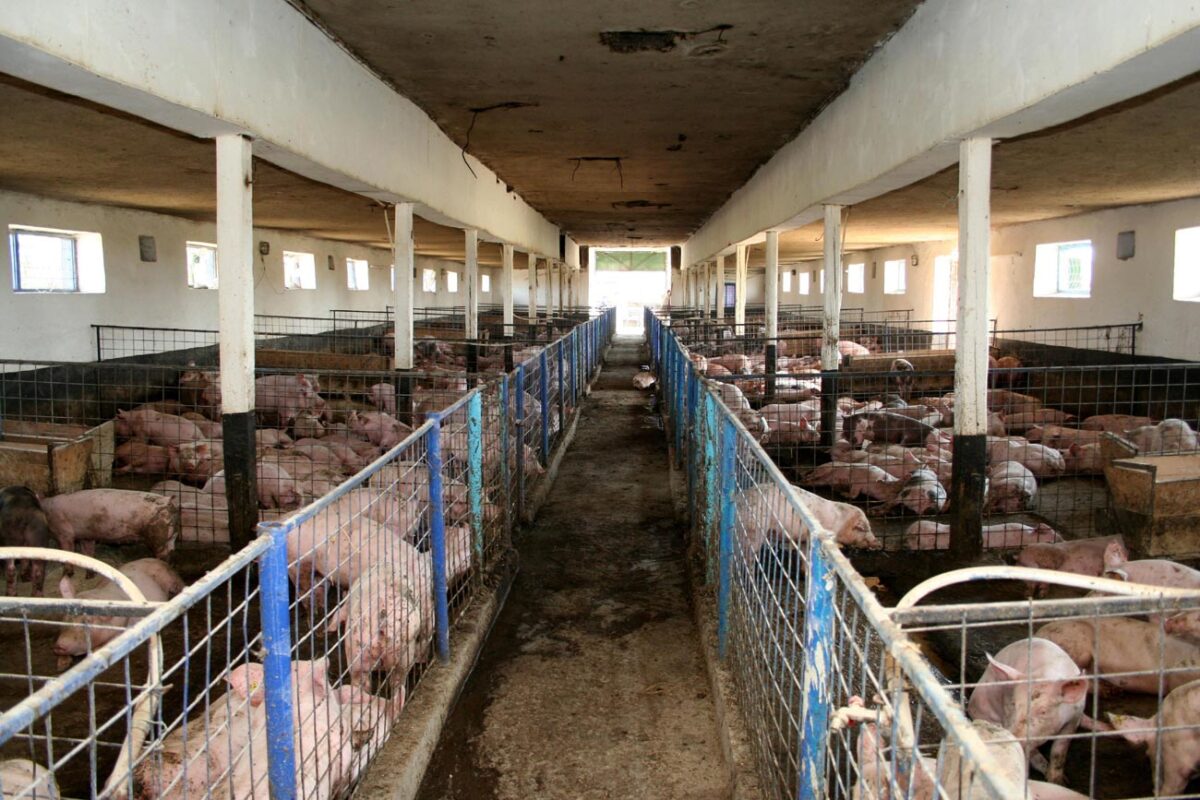 porci braila
