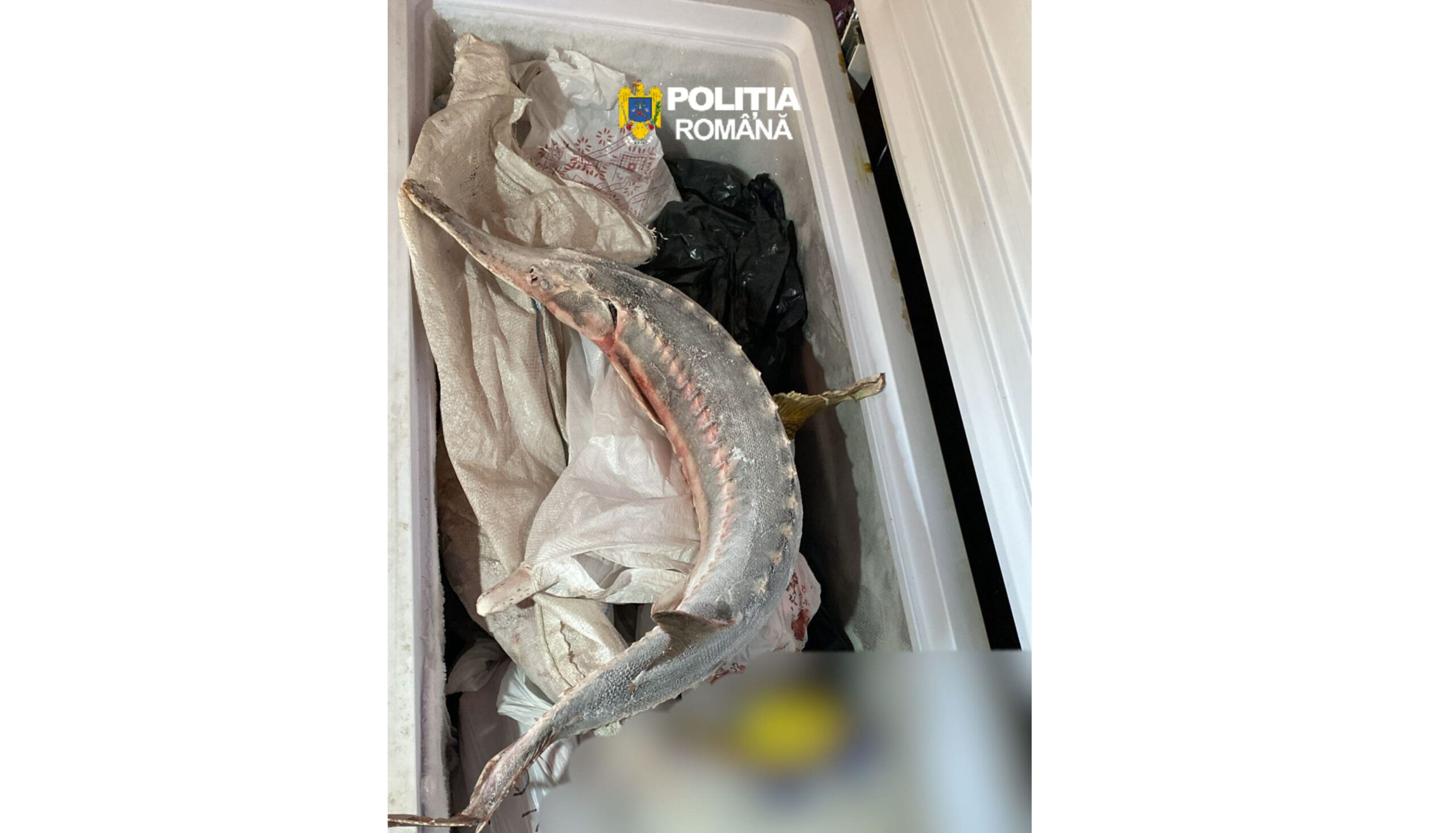 Percheziții la Brăila și Tufești: pesticide toxice, 7,5 tone de îngrășământ depozitat ilegal și 20 de kilograme de păstrugă, descoperite de polițiști