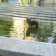 Căţel captiv în bazinul fântânii cinetice de pe Esplanadă