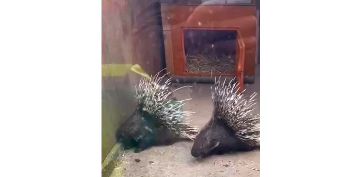 Grădina Zoo din Brăila, schimb de animale cu alte grădini zoologice din țară. O familie de porci spinoși, noua atracție a parcului zoologic brăilean