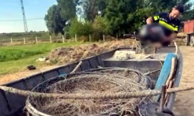 Braconaj piscicol. Șase percheziții domiciliare în localitățile Mărașu și Frecăței