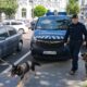 Iz și Zoor, cei mai noi membri ai echipei canine din cadrul Jandarmeriei Brăila