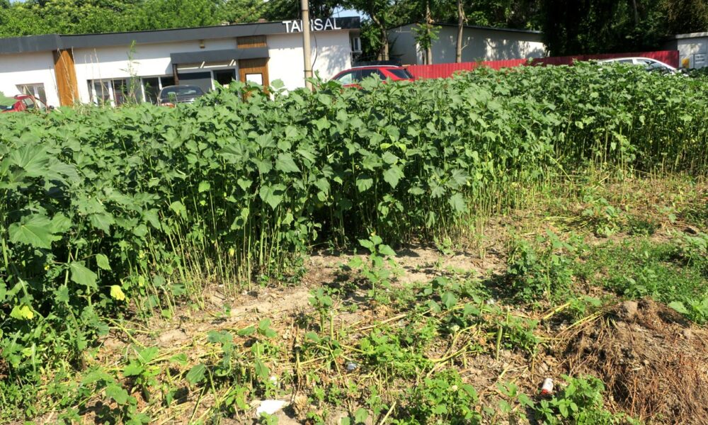 Spațiu verde amenajat pe munca și cheltuiala cetățenilor