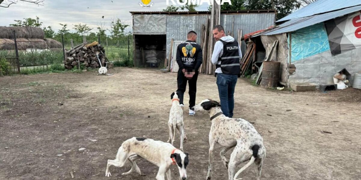 Braconaj extrem la Șuțești. Ogari dresați să ucidă