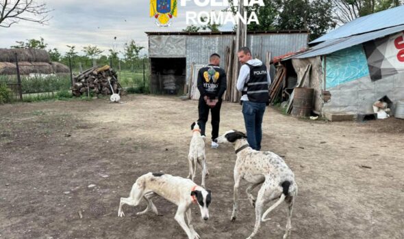 Braconaj extrem la Șuțești. Ogari dresați să ucidă