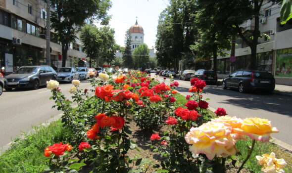 GALERIE FOTO Brăila, plină de trandafiri ca niciodată