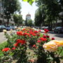 GALERIE FOTO Brăila, plină de trandafiri ca niciodată