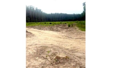 Sesizări de la brăileni: ”Se taie pădurea, în zona plajei lipoveneşti!”