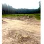 Sesizări de la brăileni: ”Se taie pădurea, în zona plajei lipoveneşti!”