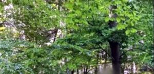 Un bărbat din Buzău a decis să își pună capăt zilelor la Brăila. A fost găsit spânzurat în Pădurea Stejaru