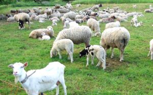 Autoritățile sanitar-veterinare brăilene sunt în alertă. Focar de Variolă ovină în județul Buzău