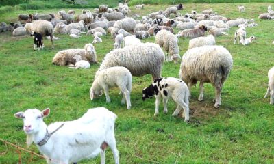 Autoritățile sanitar-veterinare brăilene sunt în alertă. Focar de Variolă ovină în județul Buzău
