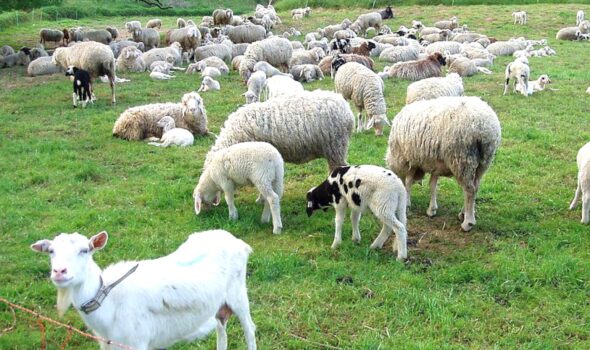 Autoritățile sanitar-veterinare brăilene sunt în alertă. Focar de Variolă ovină în județul Buzău