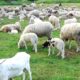Autoritățile sanitar-veterinare brăilene sunt în alertă. Focar de Variolă ovină în județul Buzău