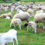Autoritățile sanitar-veterinare brăilene sunt în alertă. Focar de Variolă ovină în județul Buzău