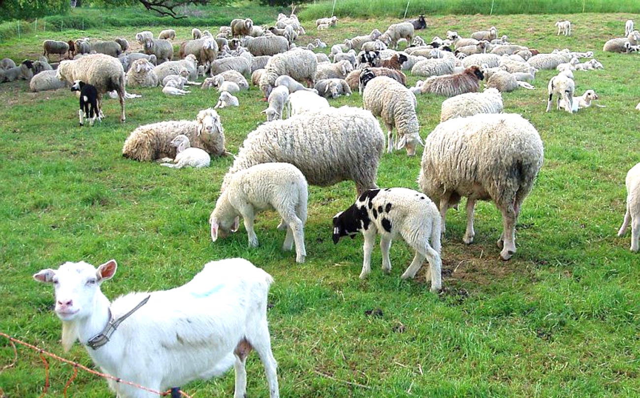 Autoritățile sanitar-veterinare brăilene sunt în alertă. Focar de Variolă ovină în județul Buzău