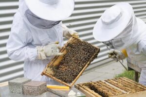 O gură de oxigen pentru apicultori: sprijin de 15 euro/familia de albine
