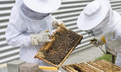 O gură de oxigen pentru apicultori: sprijin de 15 euro/familia de albine
