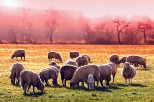 Măsuri obligatorii pentru crescătorii de animale pe timp de caniculă