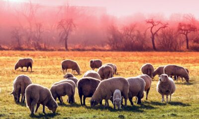 Măsuri obligatorii pentru crescătorii de animale pe timp de caniculă