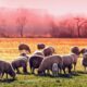 Măsuri obligatorii pentru crescătorii de animale pe timp de caniculă