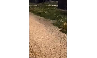 Cereale împrăștiate pe DN2B, la Lacu Sărat. Șoferul unui camion a fost amendat cu 6.000 de lei
