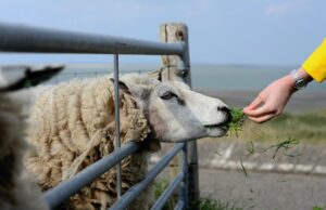 Fermierii români riscă pierderi de zeci de milioane de euro după prelungirea interdicției la exportul de ovine și caprine