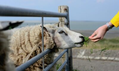 Fermierii români riscă pierderi de zeci de milioane de euro după prelungirea interdicției la exportul de ovine și caprine