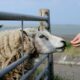 Fermierii români riscă pierderi de zeci de milioane de euro după prelungirea interdicției la exportul de ovine și caprine