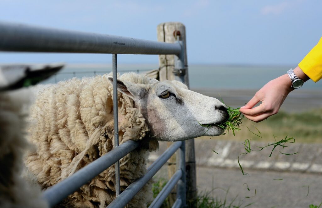Fermierii români riscă pierderi de zeci de milioane de euro după prelungirea interdicției la exportul de ovine și caprine