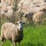 Circa 1.600 de oi din focarul de variolă ovină de la Măxineni vor fi sacrificate