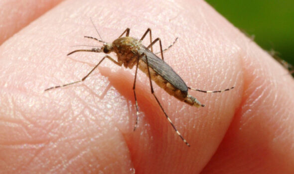 Caz confirmat de infecție cu virusul West Nile la Brăila. DSP recomandă populației măsuri de protecție împotriva țânțarilor