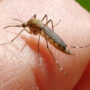 Caz confirmat de infecție cu virusul West Nile la Brăila. DSP recomandă populației măsuri de protecție împotriva țânțarilor
