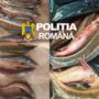 Dosare penale pentru pescuit de cegă și morunaș